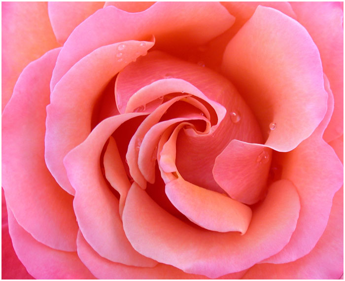 PINK ROSE 2