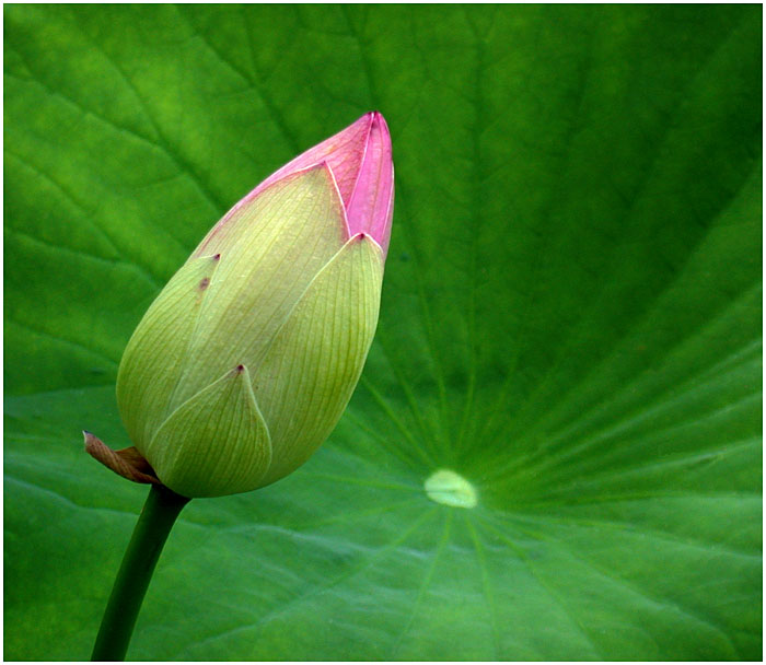 LOTUS BUD