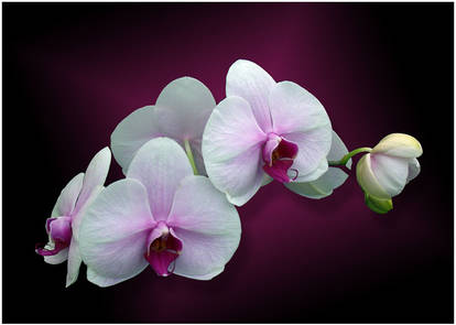 MOTH ORCHIDS