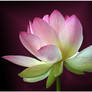 SACRED LOTUS 10