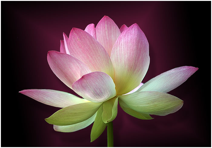 SACRED LOTUS 10