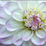 WHITE DAHLIA