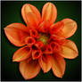 ORANGE DAHLIA 3