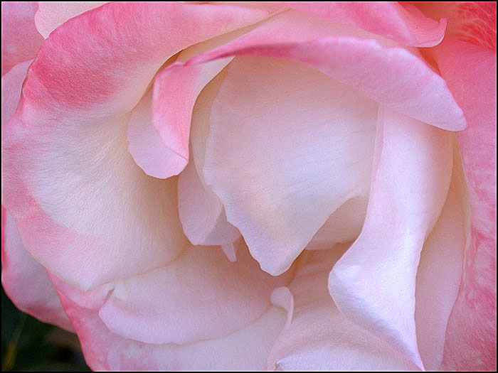 PINK AND WHITE ROSE