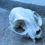 The cat skull