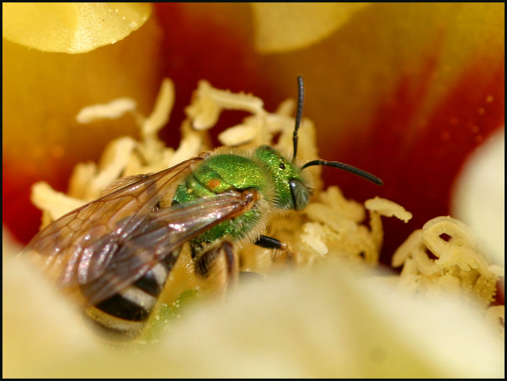 Green Bee