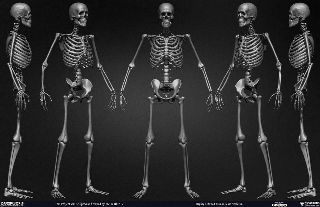 Highly Detailed Human Skeleton by Yacine BRINIS by YacineBRINIS on ...