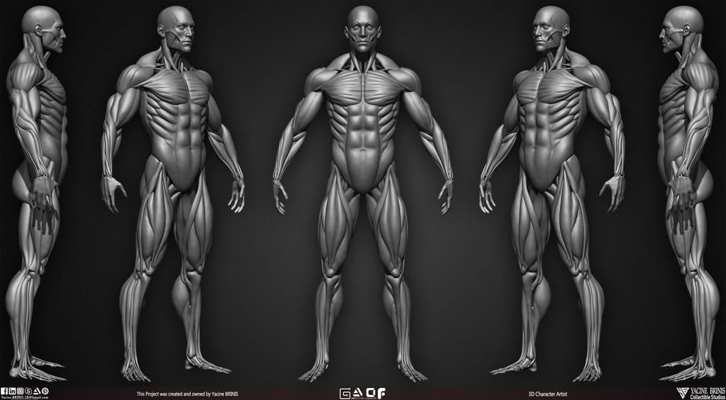 Male Human Muscles 3D Model by yacine brinis by YacineBRINIS on DeviantArt Male Human Muscles 3D Model by yacine brinis by YacineBRINIS on DeviantArt