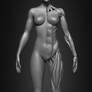 Female Human Muscles 3D Model by Yacine BRINIS