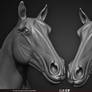 Horse anatomy Basemesh 3D Model by Yacine BRINIS