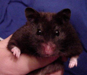 Blackberry, Syrian Hamster by imissucupcake