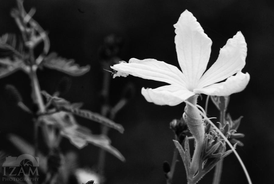 Flower in Black and White