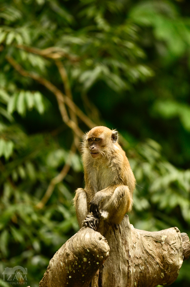 Wildlife: lonely