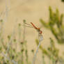 Red dragonfly.