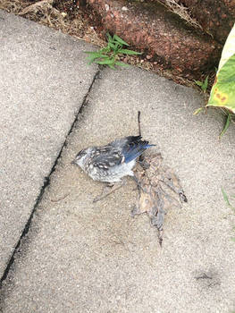 Demise of a bluejay