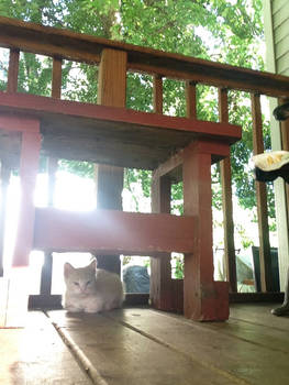 Cat hiding under a table