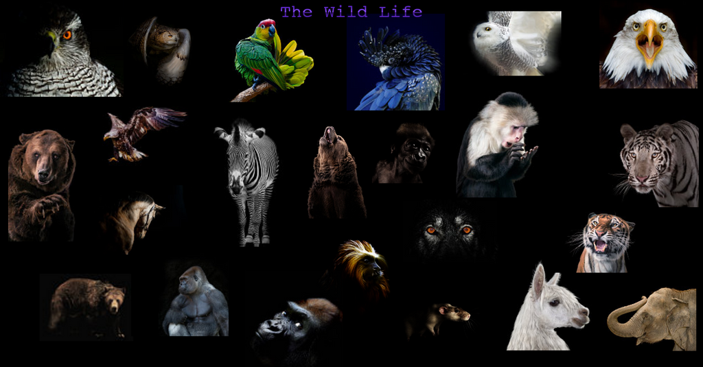 Wild Life by davectt on DeviantArt