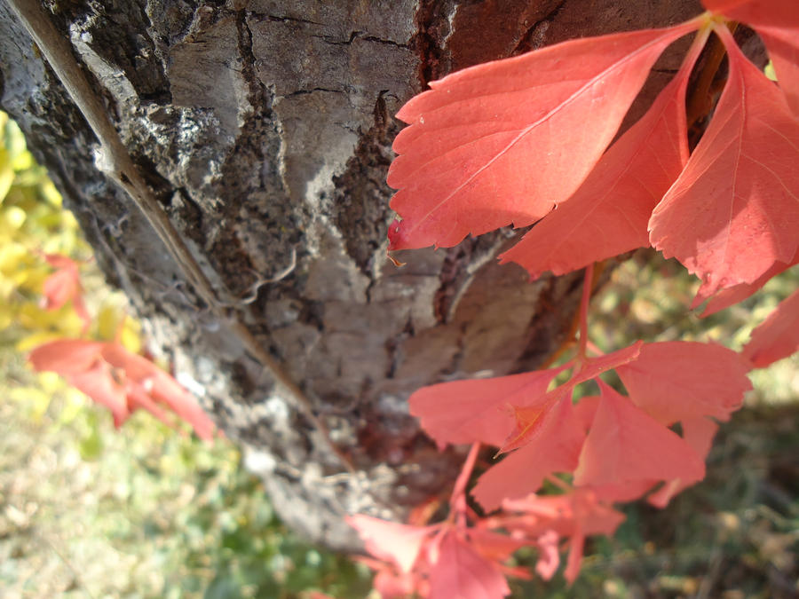 Nature's Ladder