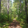 Forest (Trail) 3