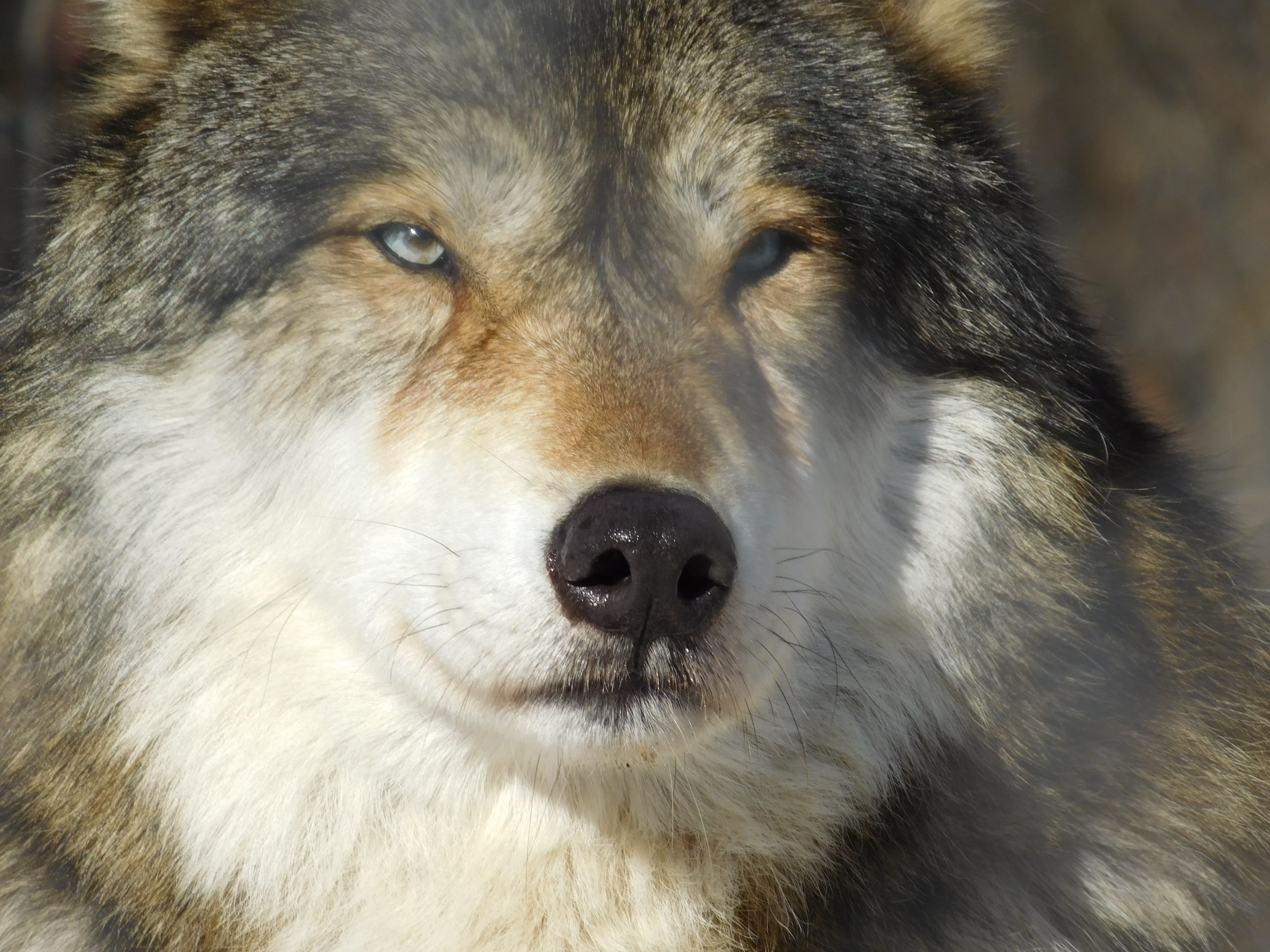 Blue Eyed Wolf