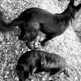 Yin-Yang Hellhounds