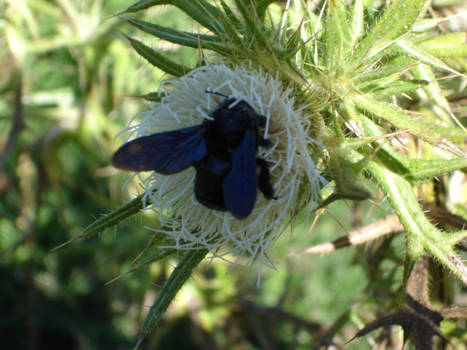 Bee on a Flower