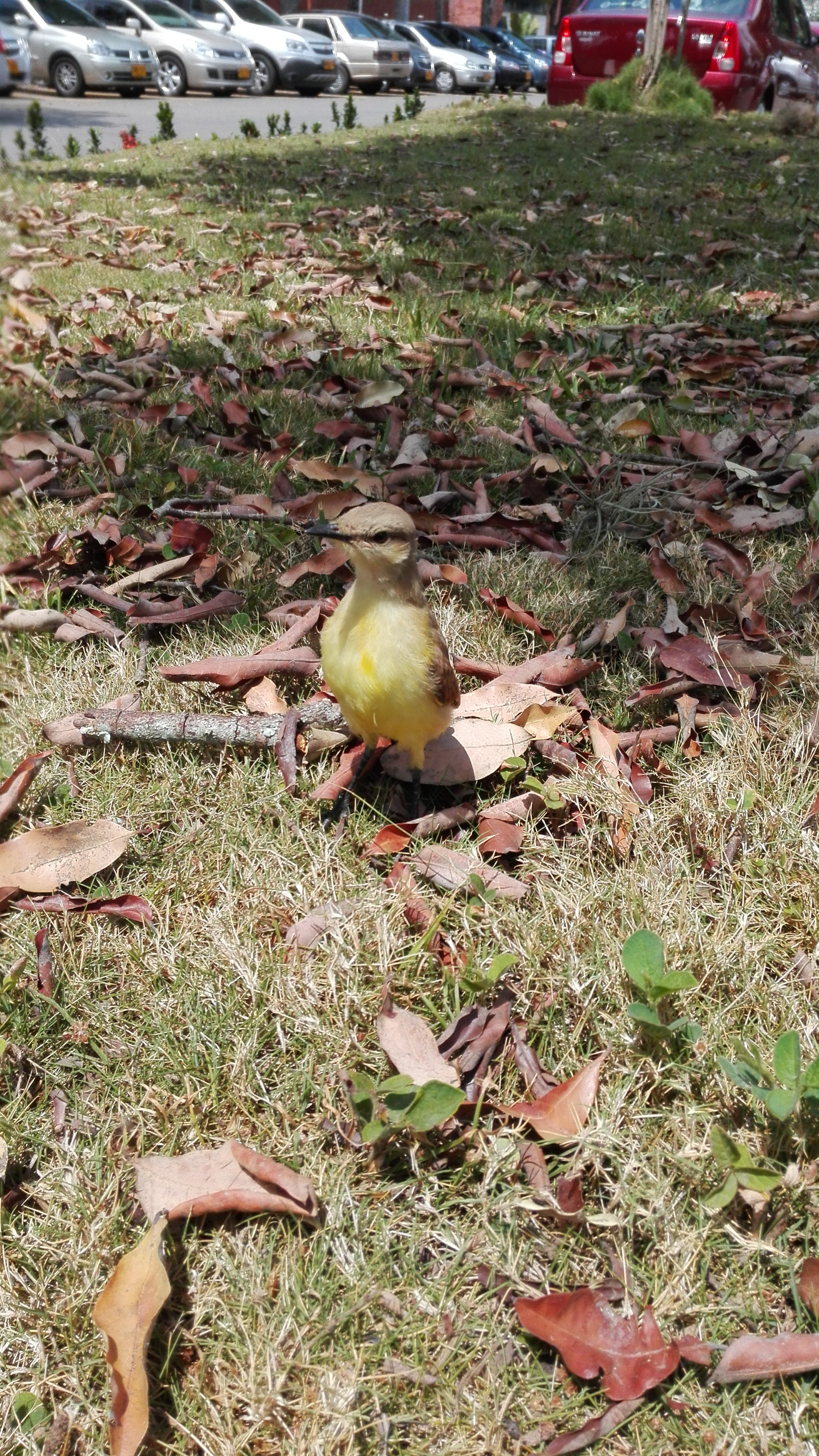 Beautiful winged friend