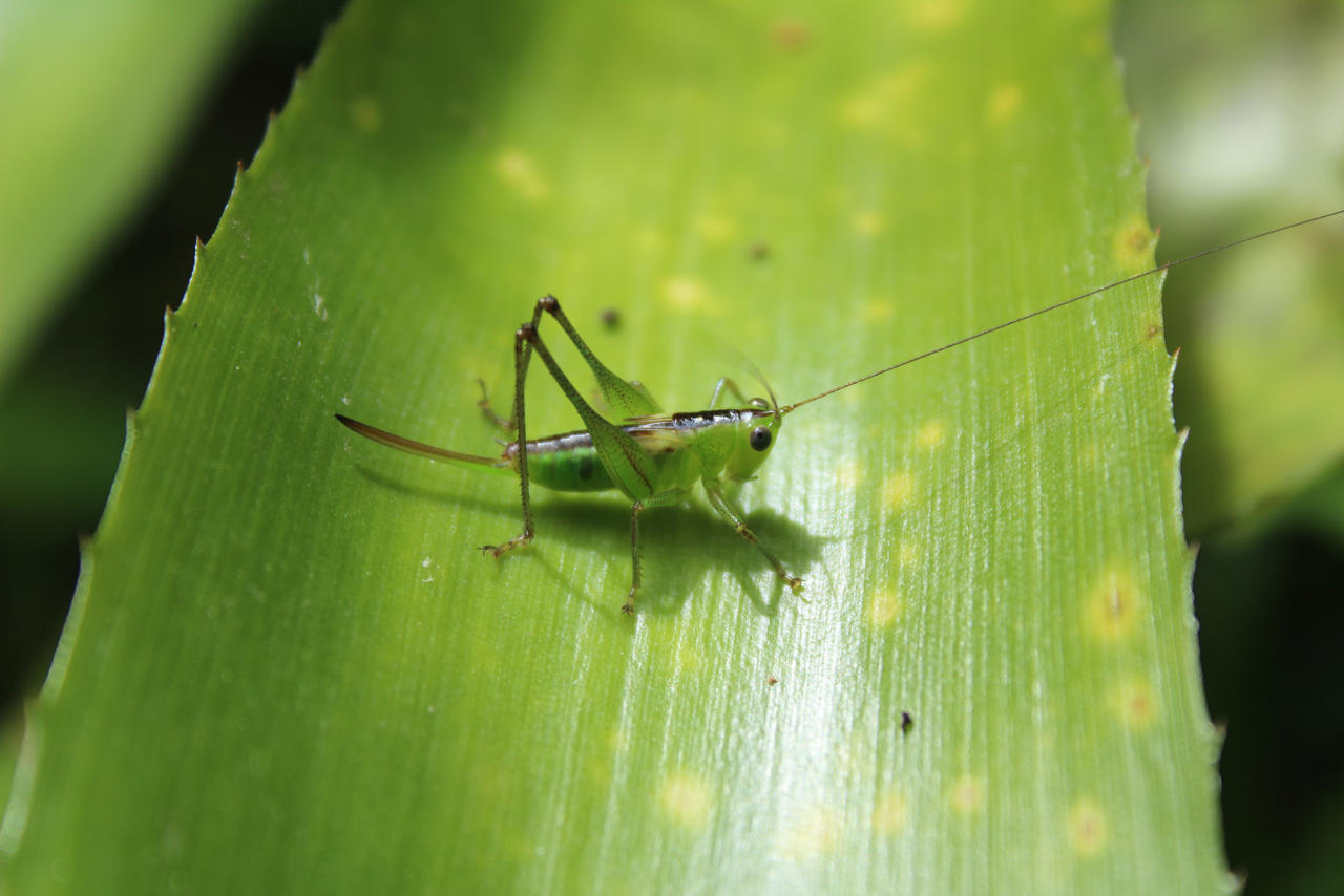 Cricket Cricket!