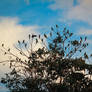 Flock of parrots