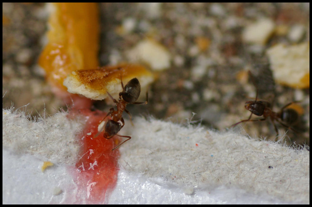 Ant Jam Ants and Jam by Kurios32 on DeviantArt