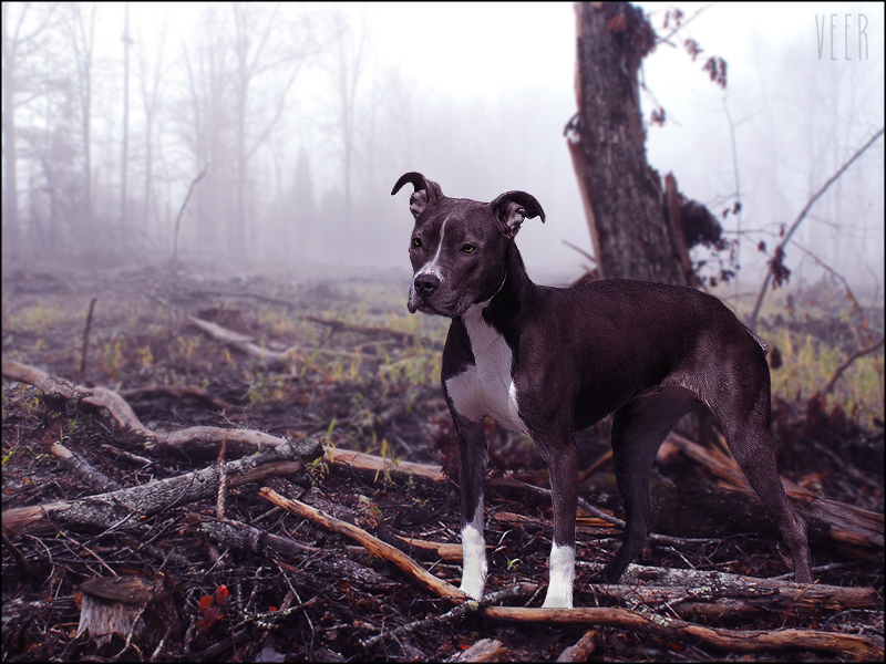 Purple Pit