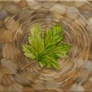 Ripple