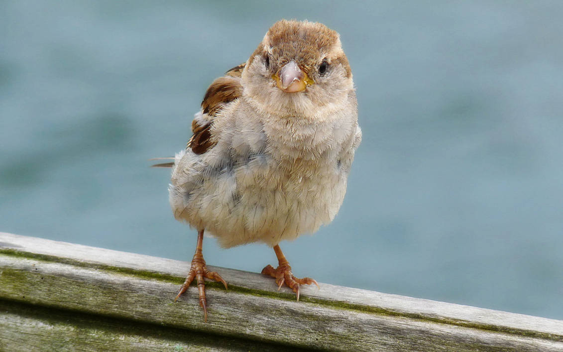 Sparrow I