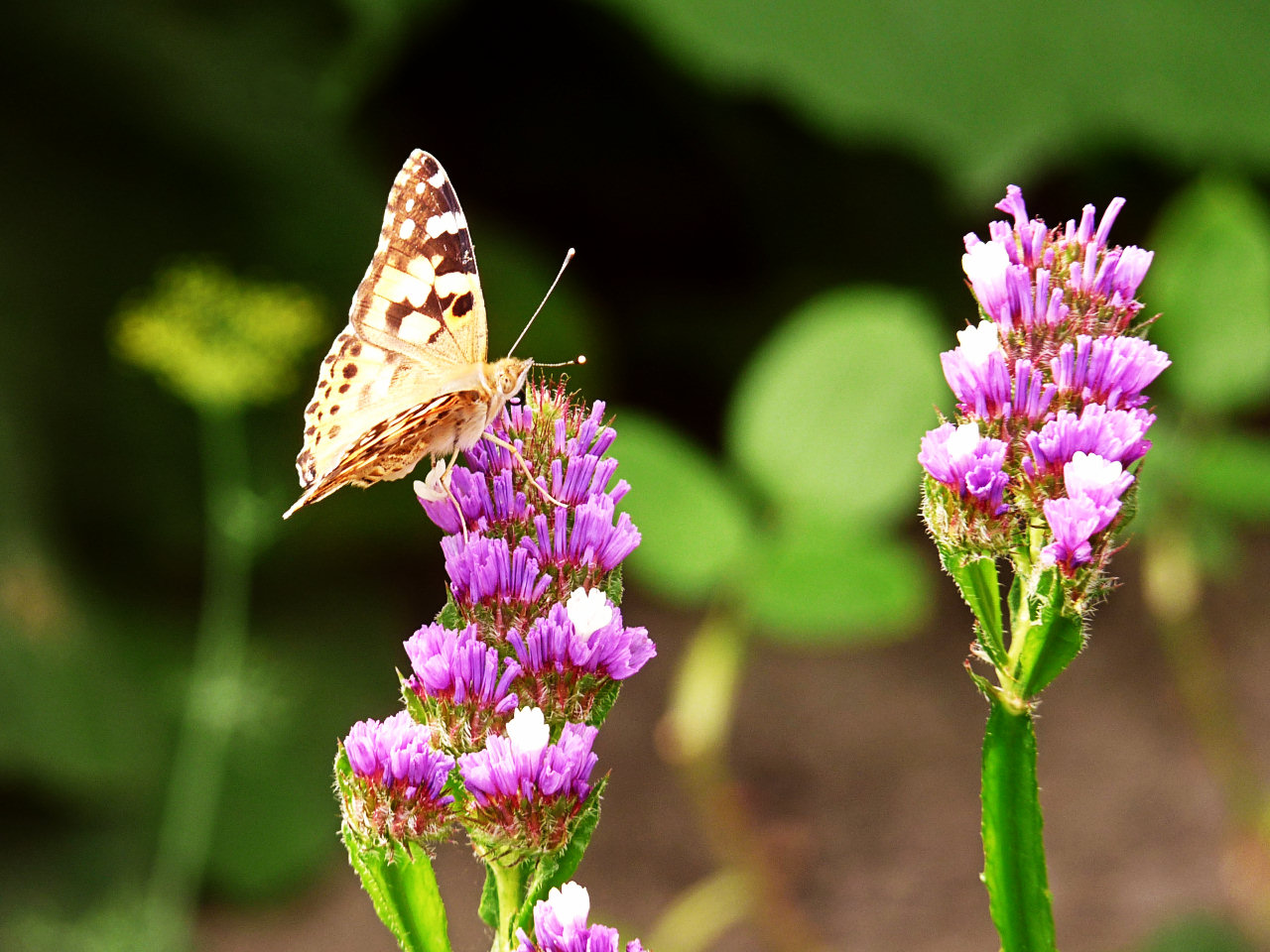 Steppin' on my flowers, huh?