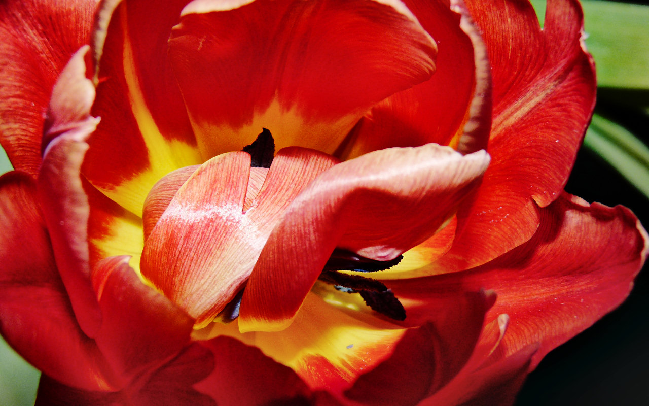 Curly Tulip