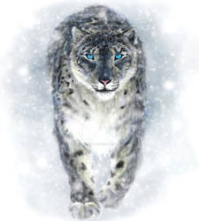 Snow Leopard