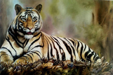 Bengal Tiger