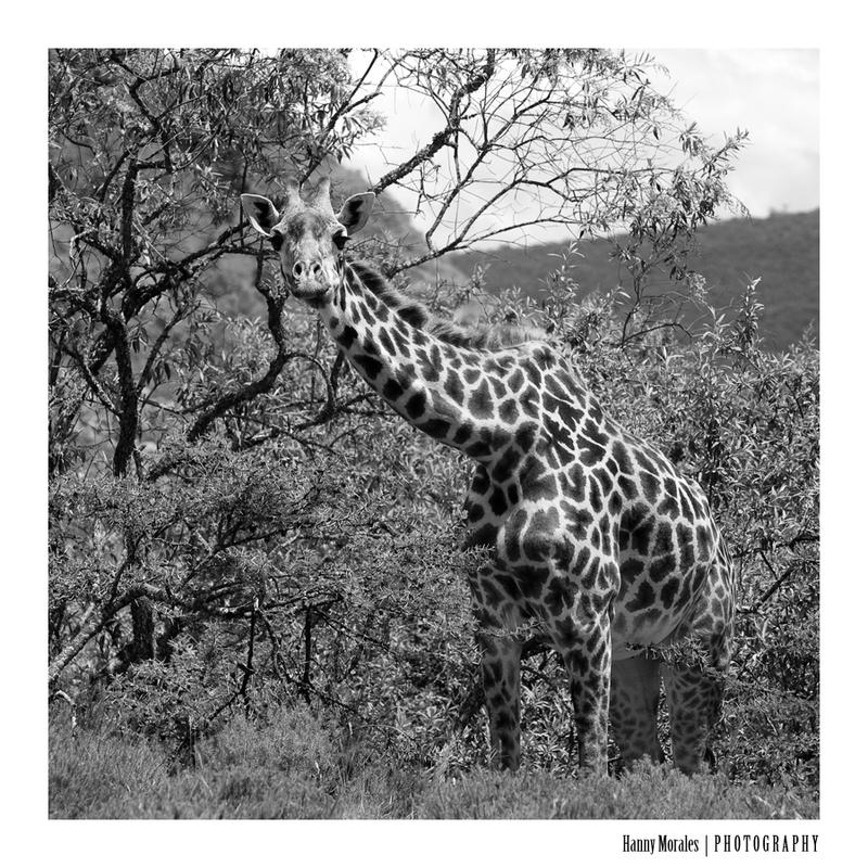 Rothschild giraffe, Kenya