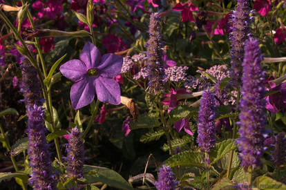 Flowers at sunset