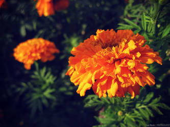 Autumn marigolds