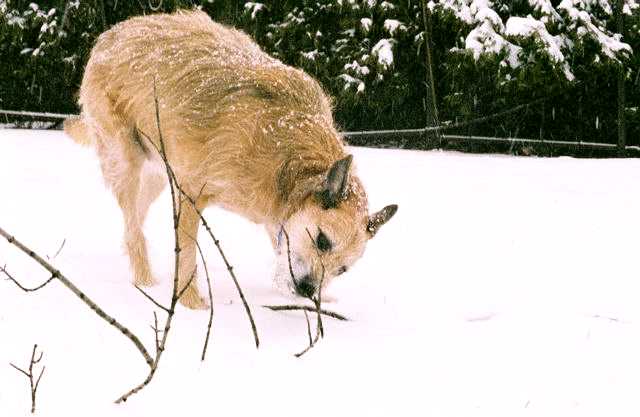 Wolf tracking - Deer snacking