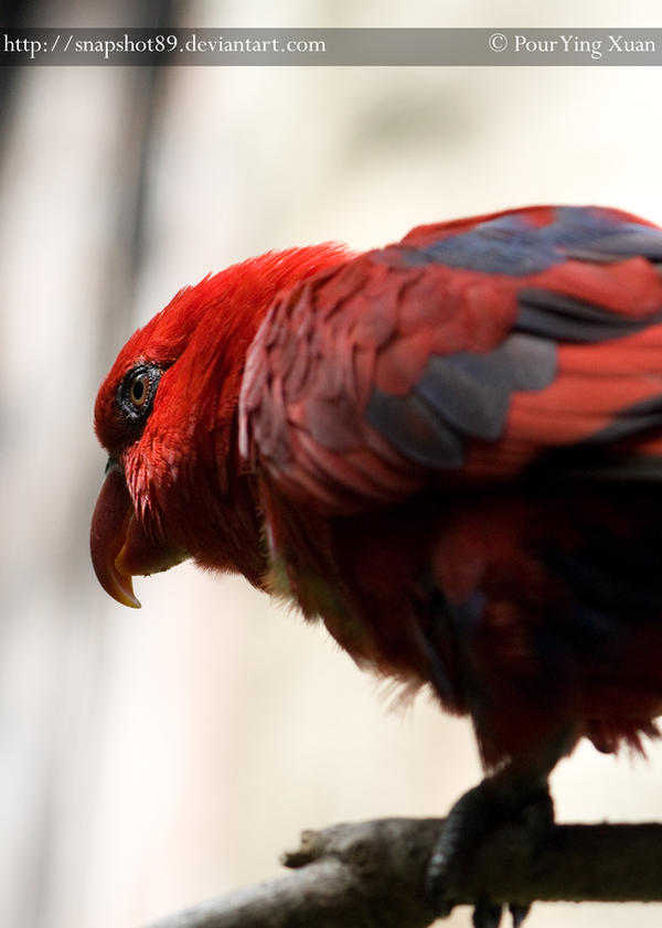 Red Lory 0137