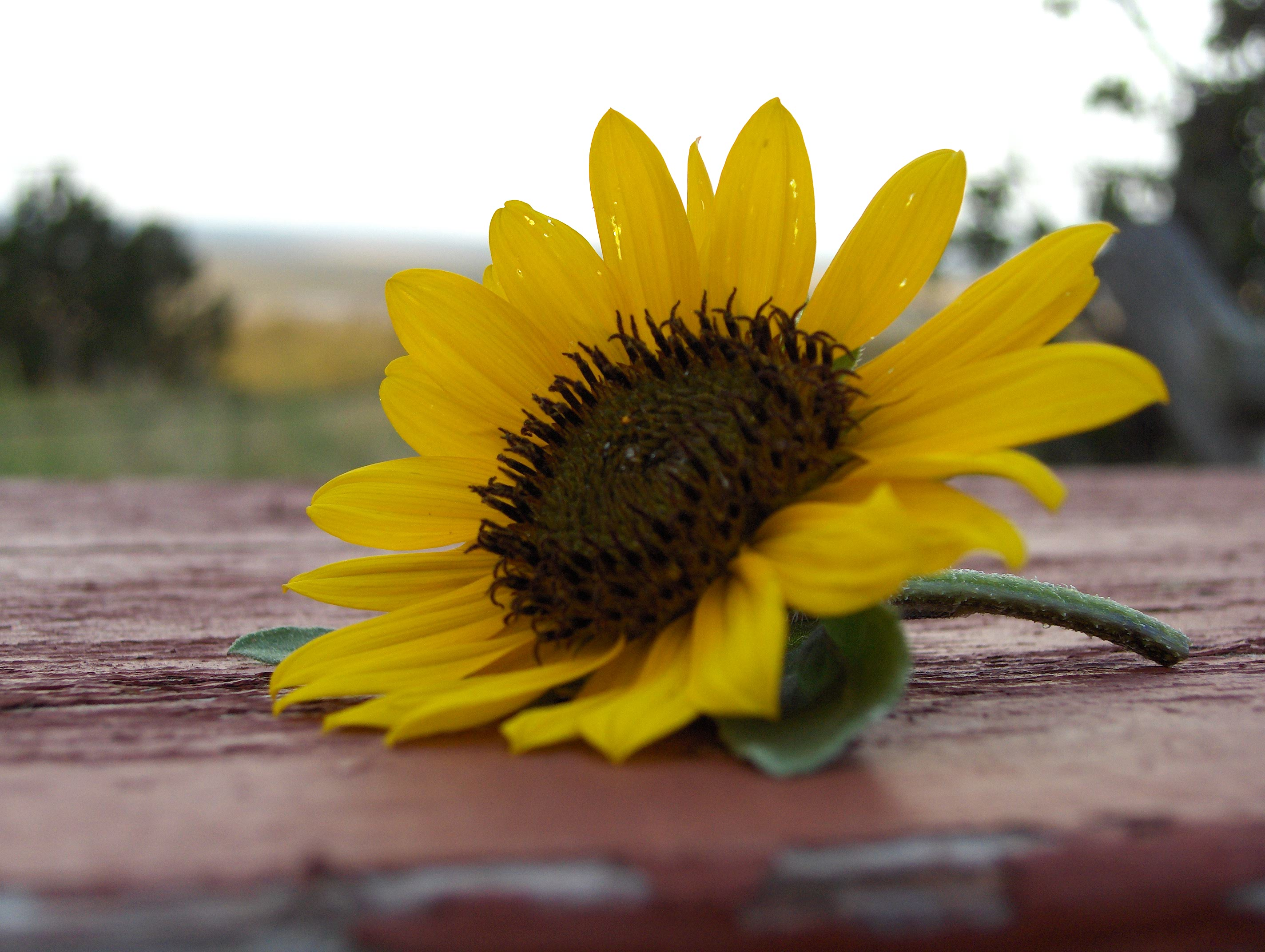 Flower in Peril