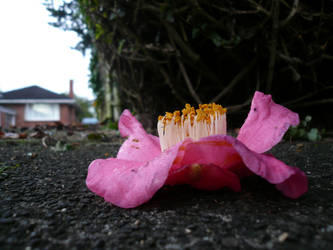 Discarded Beauty