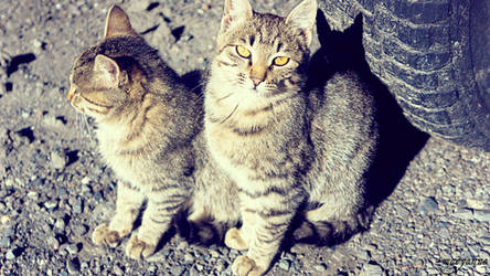 Cats of Kazbegi, Georgia