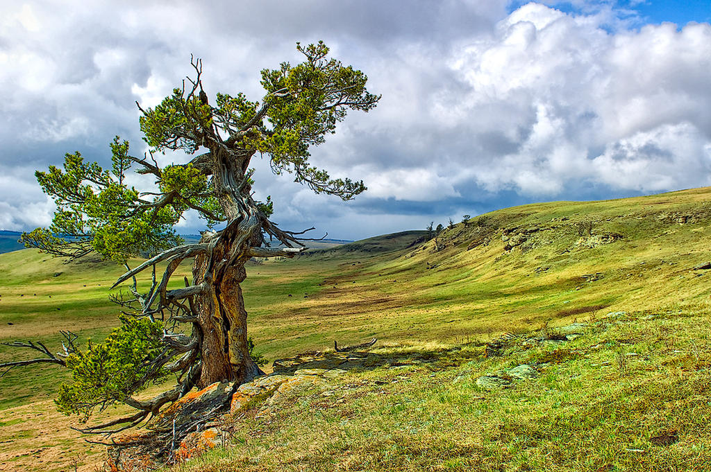 Prai Tree Prairie Tree by MoCity on DeviantArt