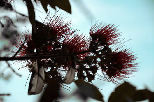 Pohutukawa