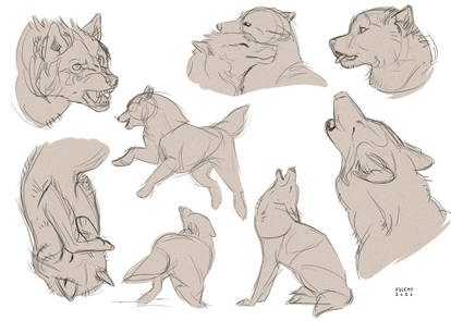 Wolves Sketches