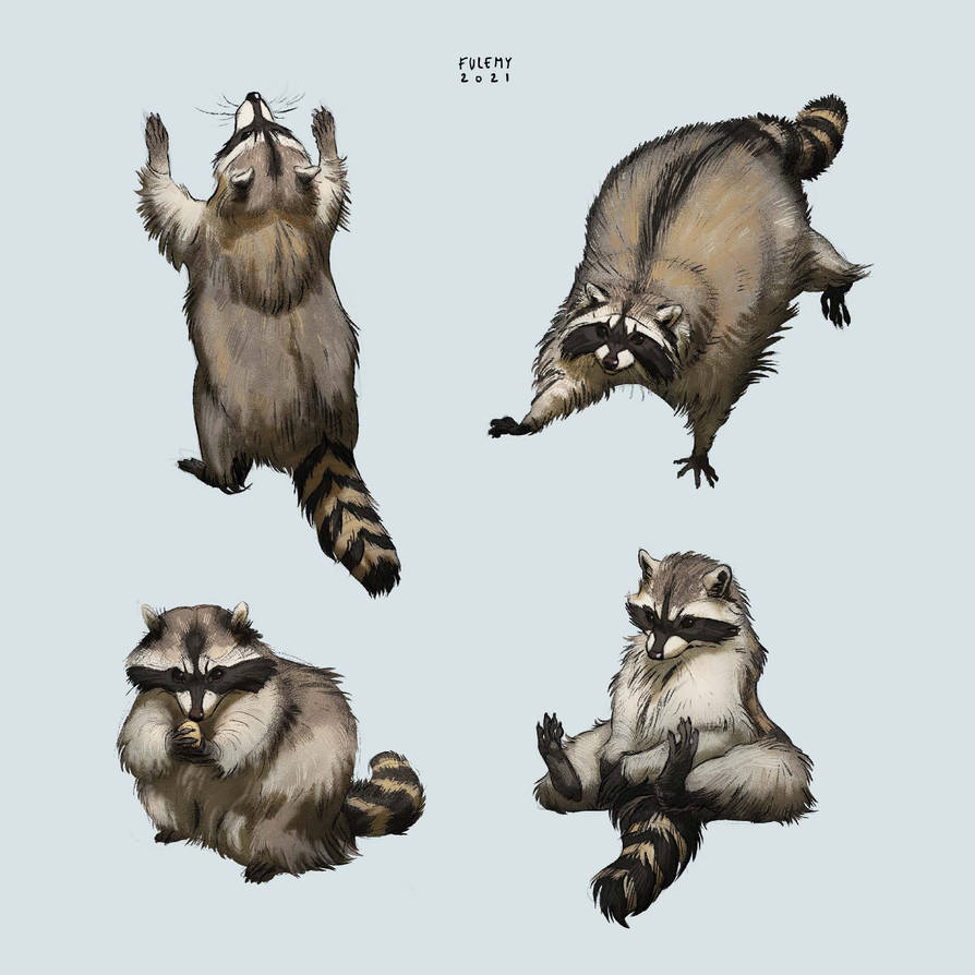 Raccoon Studies by Fulemy on DeviantArt