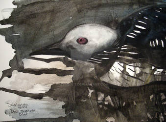 arctic loon